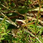 Grashüpfer im Wald