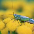 Grashüpfer in der Abendsonne