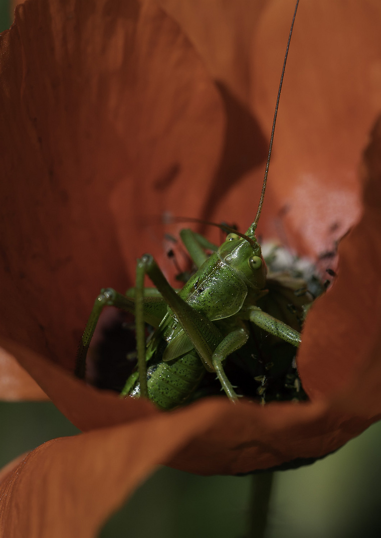 Grashüpfer in der Mohnblüte