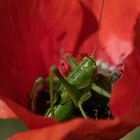 Grashüpfer in der Mohnblüte