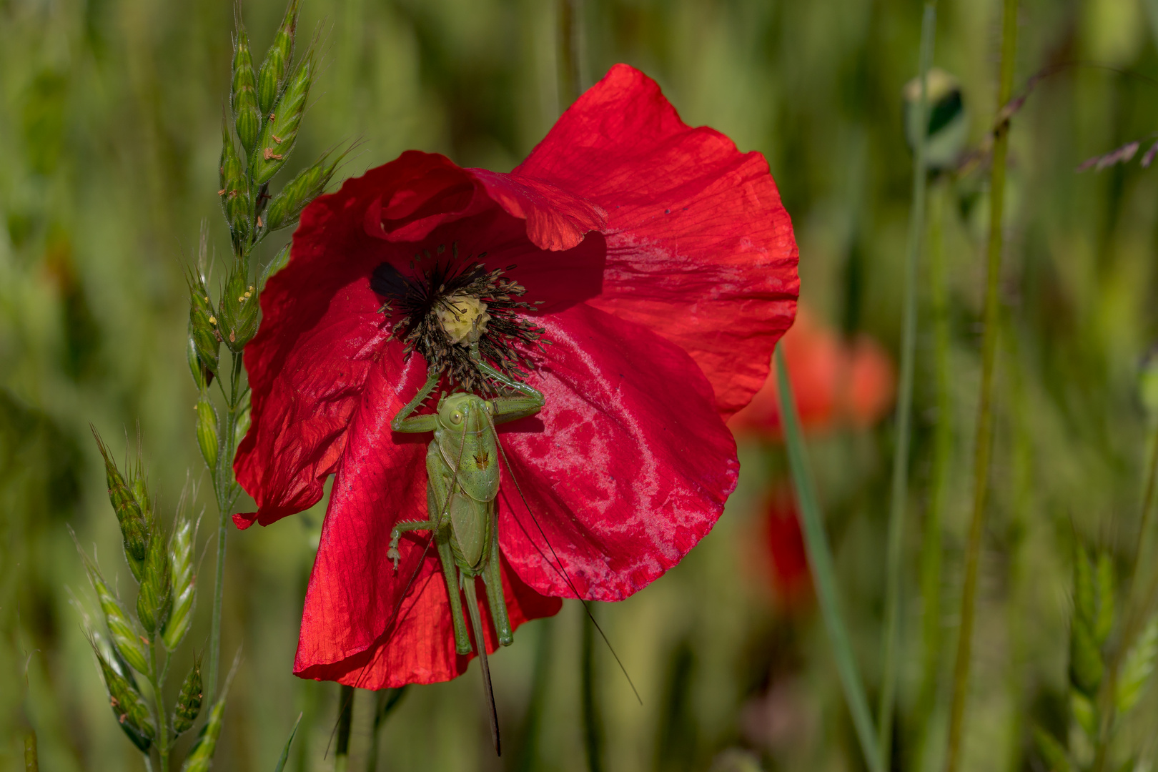 Grashüpfer in der Mohnblume