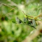 Grashüpfer in Reich der Spinne