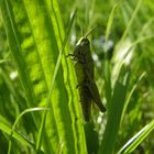 Grashüpfer Makro-Aufnahme