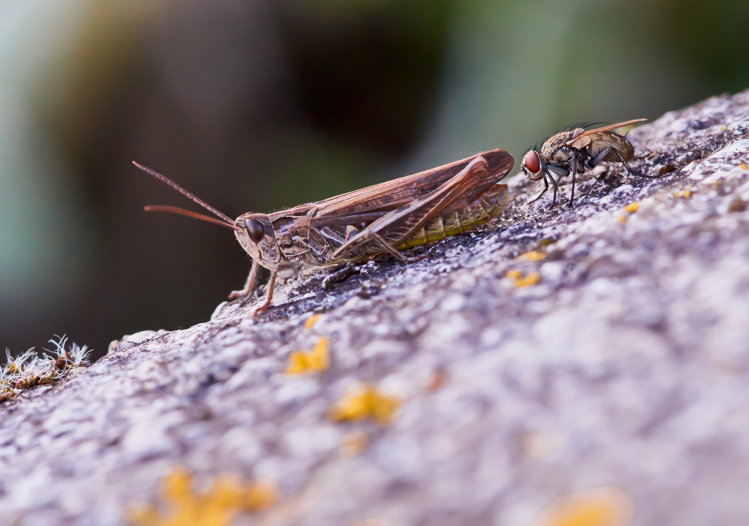 Grashüpfer mit Anhänger