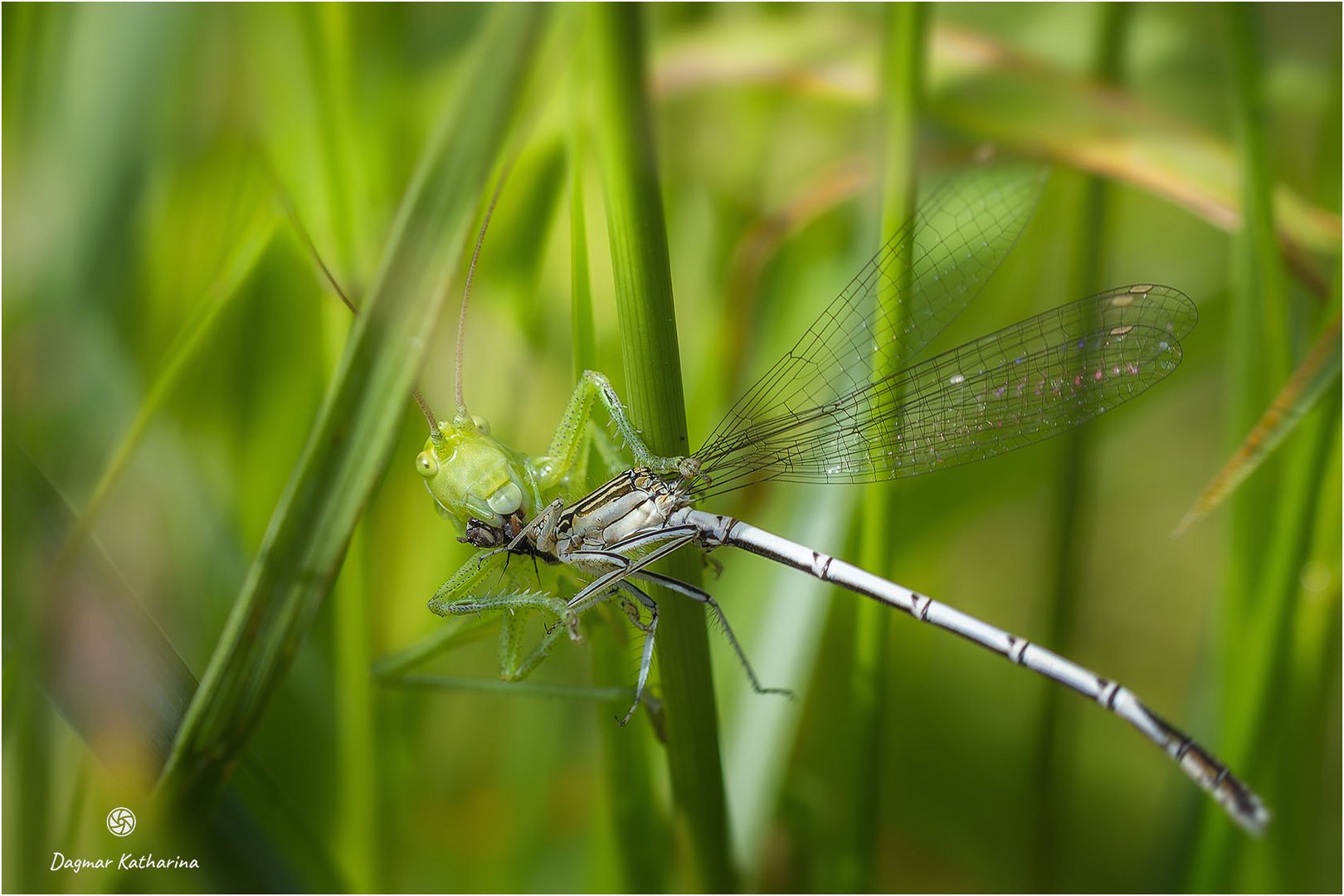 Grashüpfer mit Libelle