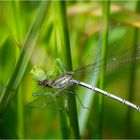 Grashüpfer mit Libelle