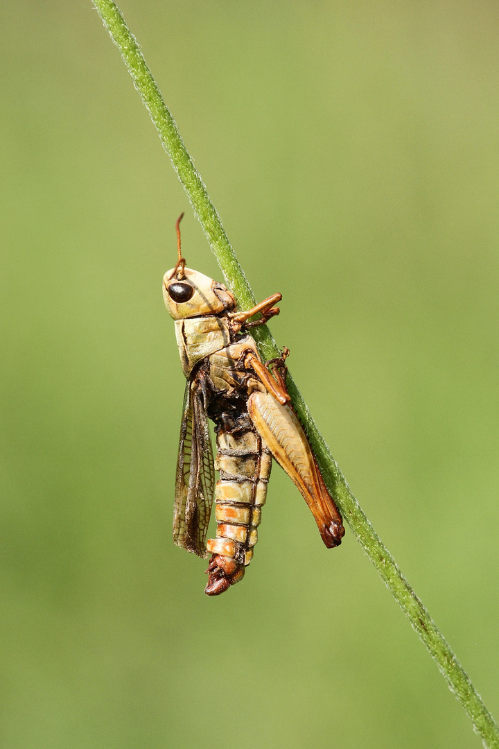 Grashüpfer mit Pilzbefall