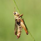 Grashüpfer mit Pilzbefall