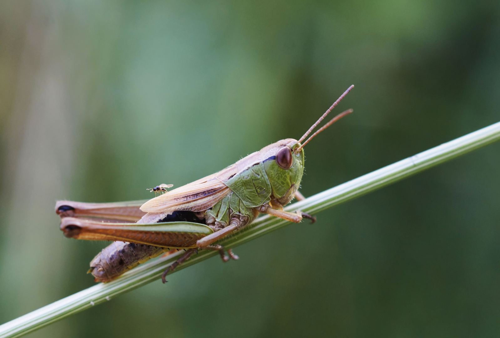 Grashüpfer mit Reiter