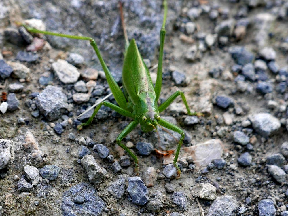 Grashüpfer mit schlechter Laune