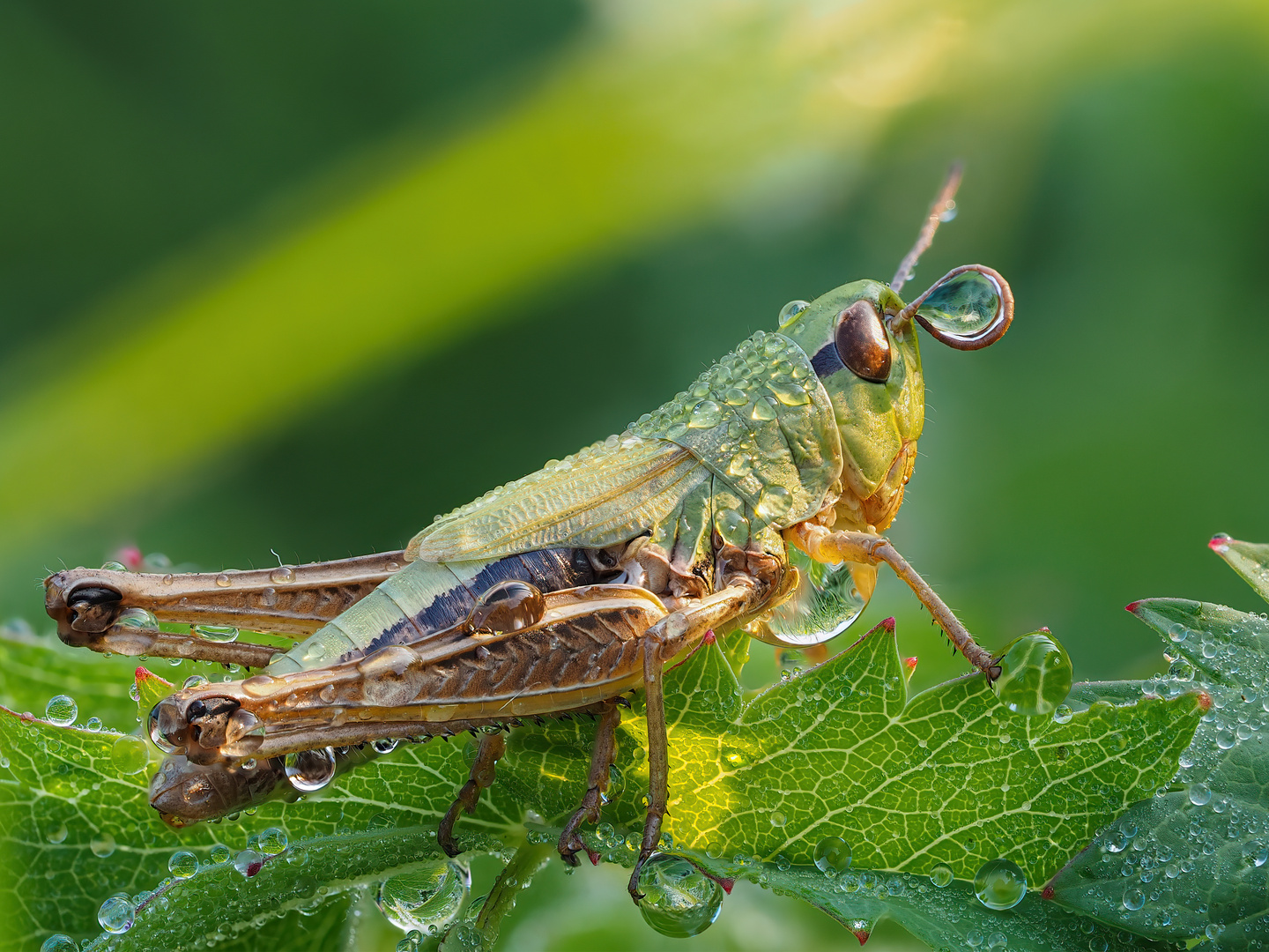 Grashüpfer mit Tautropfen