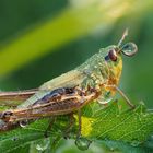 Grashüpfer mit Tautropfen