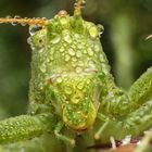 Grashüpfer mit Tautropfen