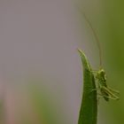 Grashüpfer mit Tropfen