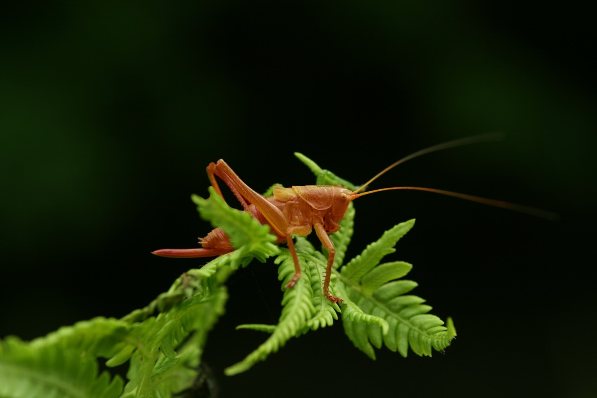 Grashüpfer ( rot)