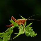 Grashüpfer ( rot)