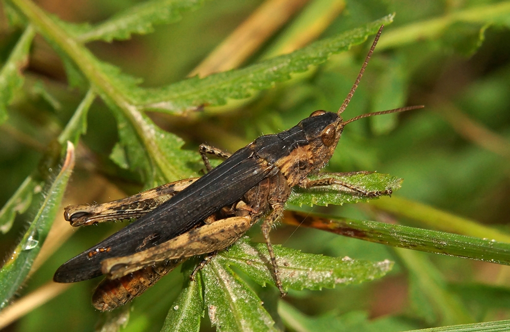 Grashüpfer Schwarz Braun