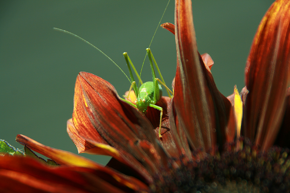 Grashüpfer & Sonnenblume