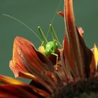 Grashüpfer & Sonnenblume