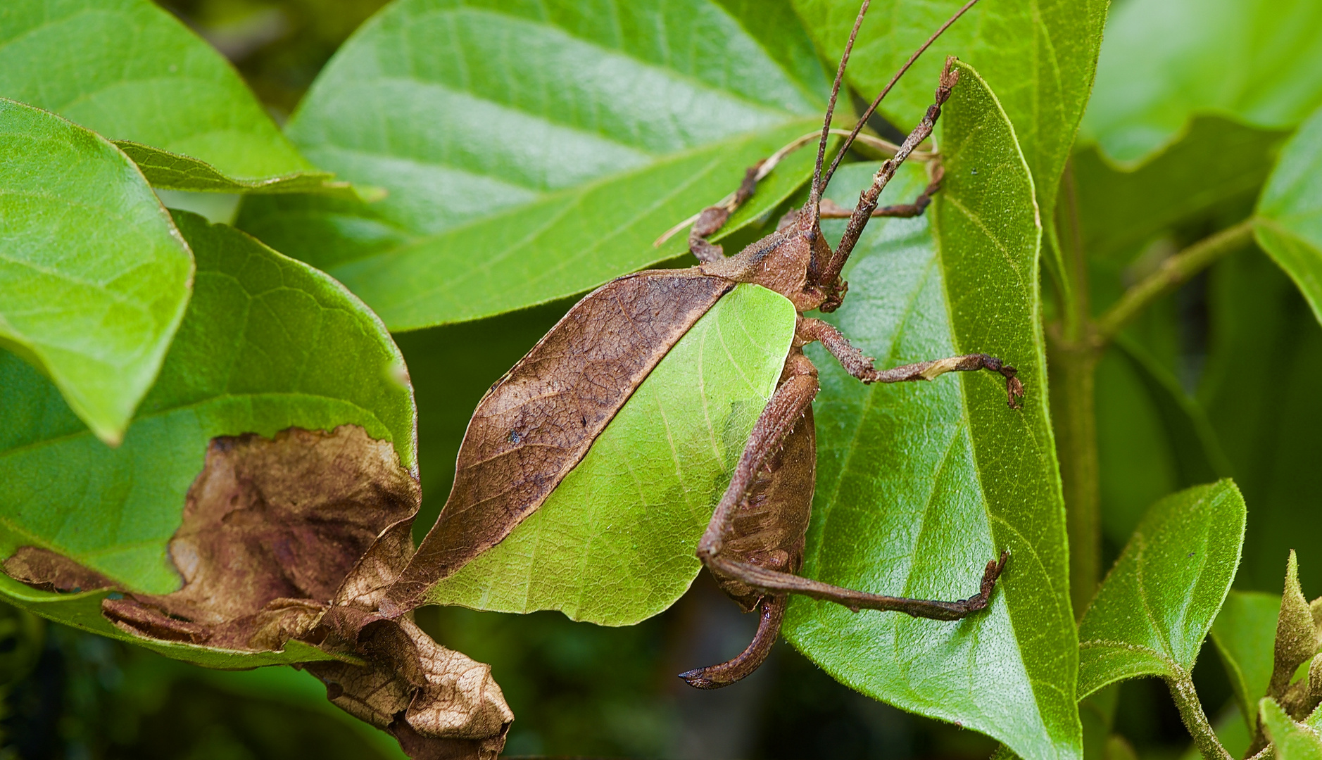 Grashüpfer sp. aus dem Nebelwald von Panama