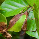 Grashüpfer sp. aus dem Nebelwald von Panama