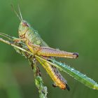 Grashüpfer und kleine fliege