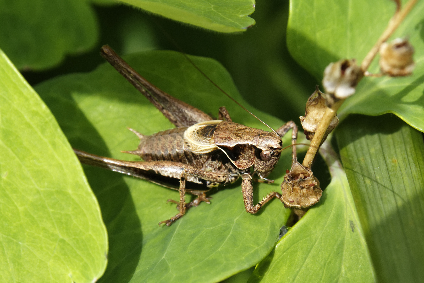 Grashüpfer x 2