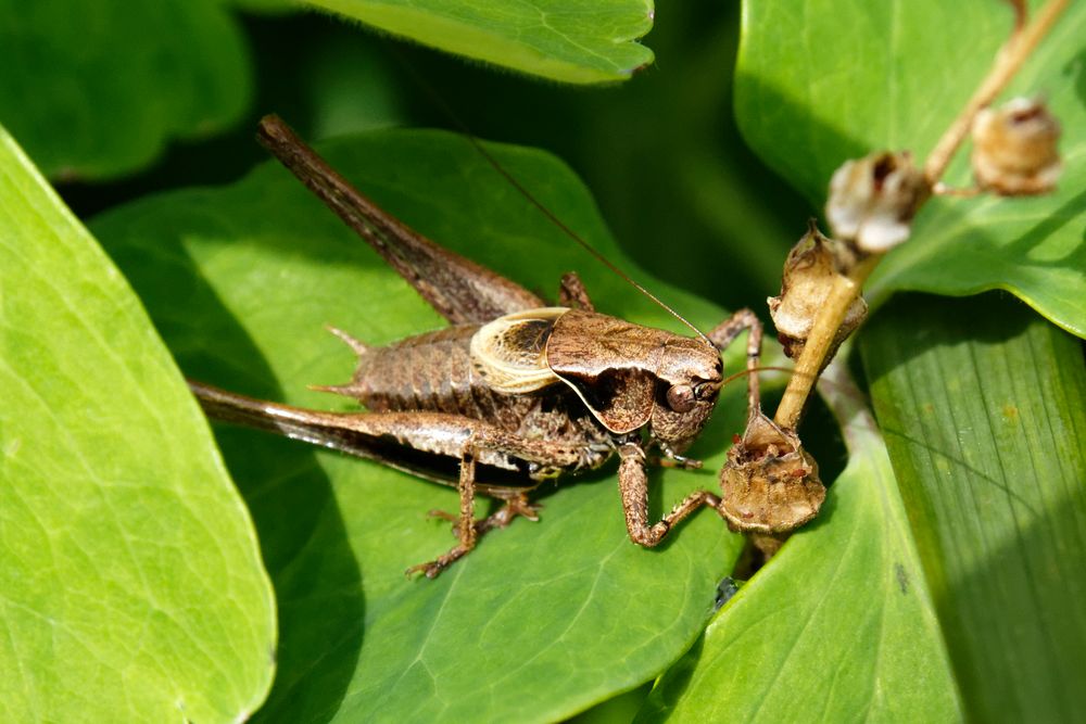 Grashüpfer x 2