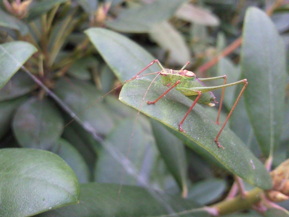 Grashüpfer...? Zu Haus im Garten (teil3)