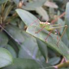 Grashüpfer...? Zu Haus im Garten (teil3)