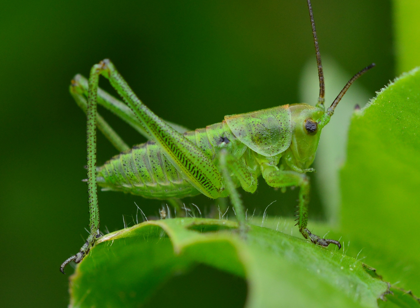 Grashüpfermakro