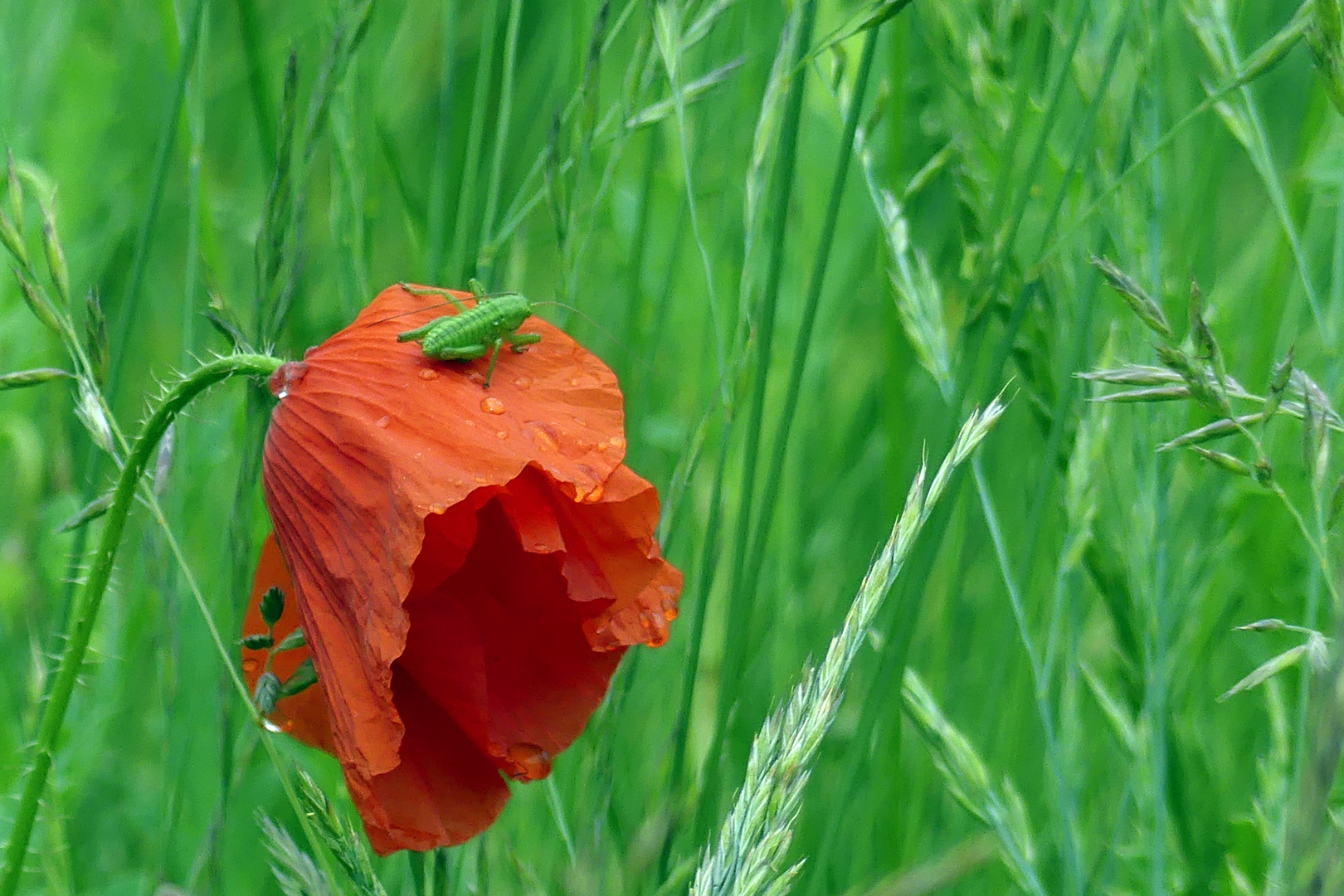 Grashupfer auf einer Mohnblüte