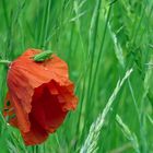 Grashupfer auf einer Mohnblüte