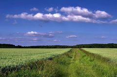 grasiger Feldweg