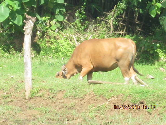 Grasing