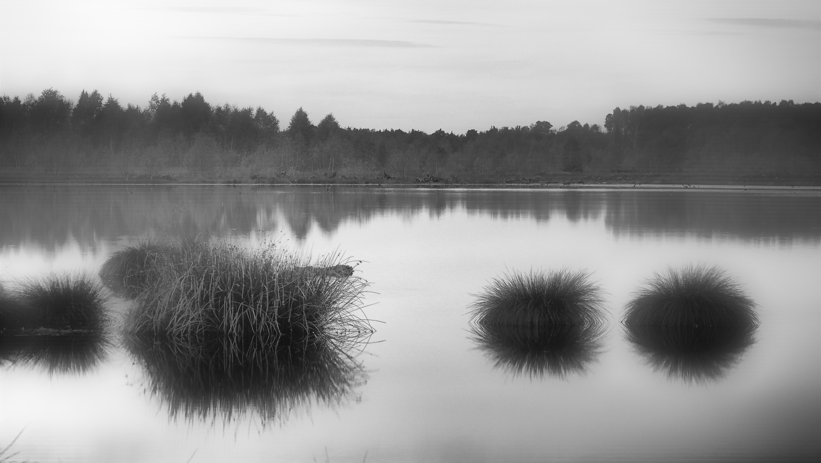 Grasinseln im Moor