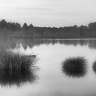 Grasinseln im Moor