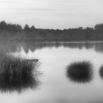 Grasinseln im Moor