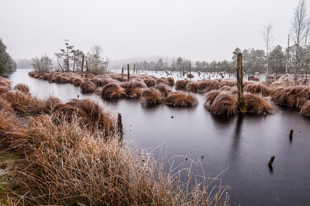 Grasinseln im Schönramer Filz Foto & Bild | landschaft, moor, fotos von ...