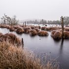 Grasinseln im Schönramer Filz