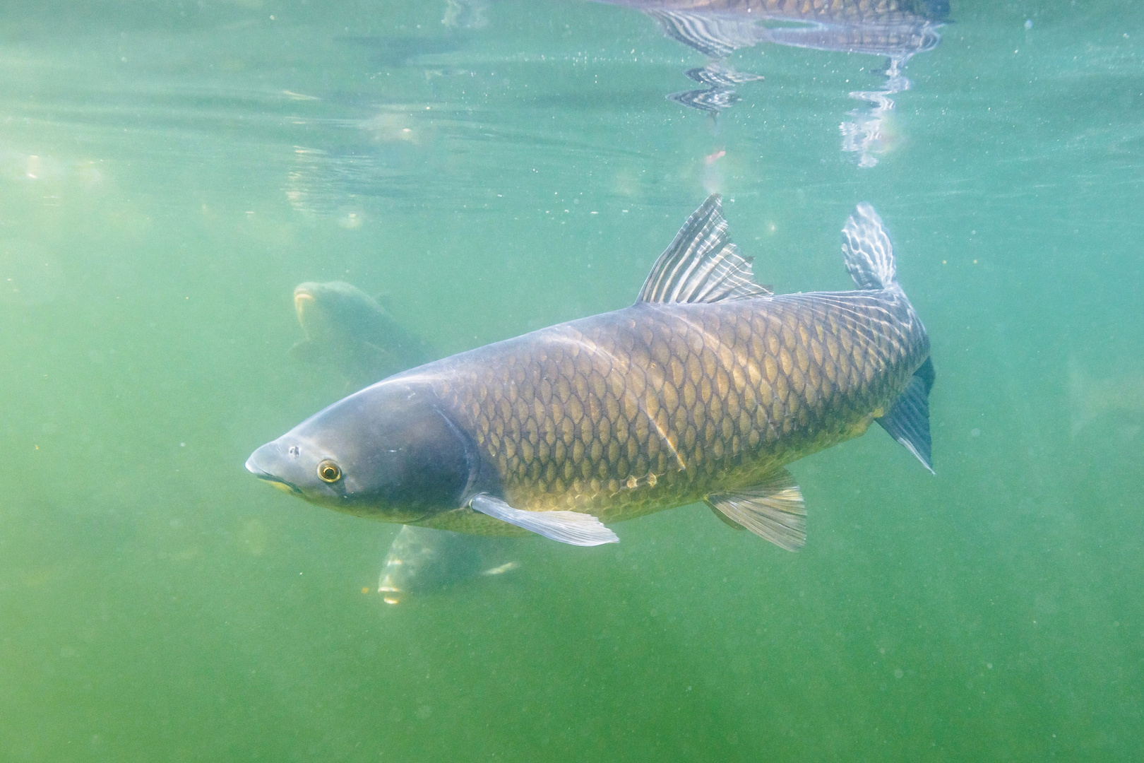 Graskarpfen, 90 cm Foto & Bild tiere, wildlife, fische Bilder auf