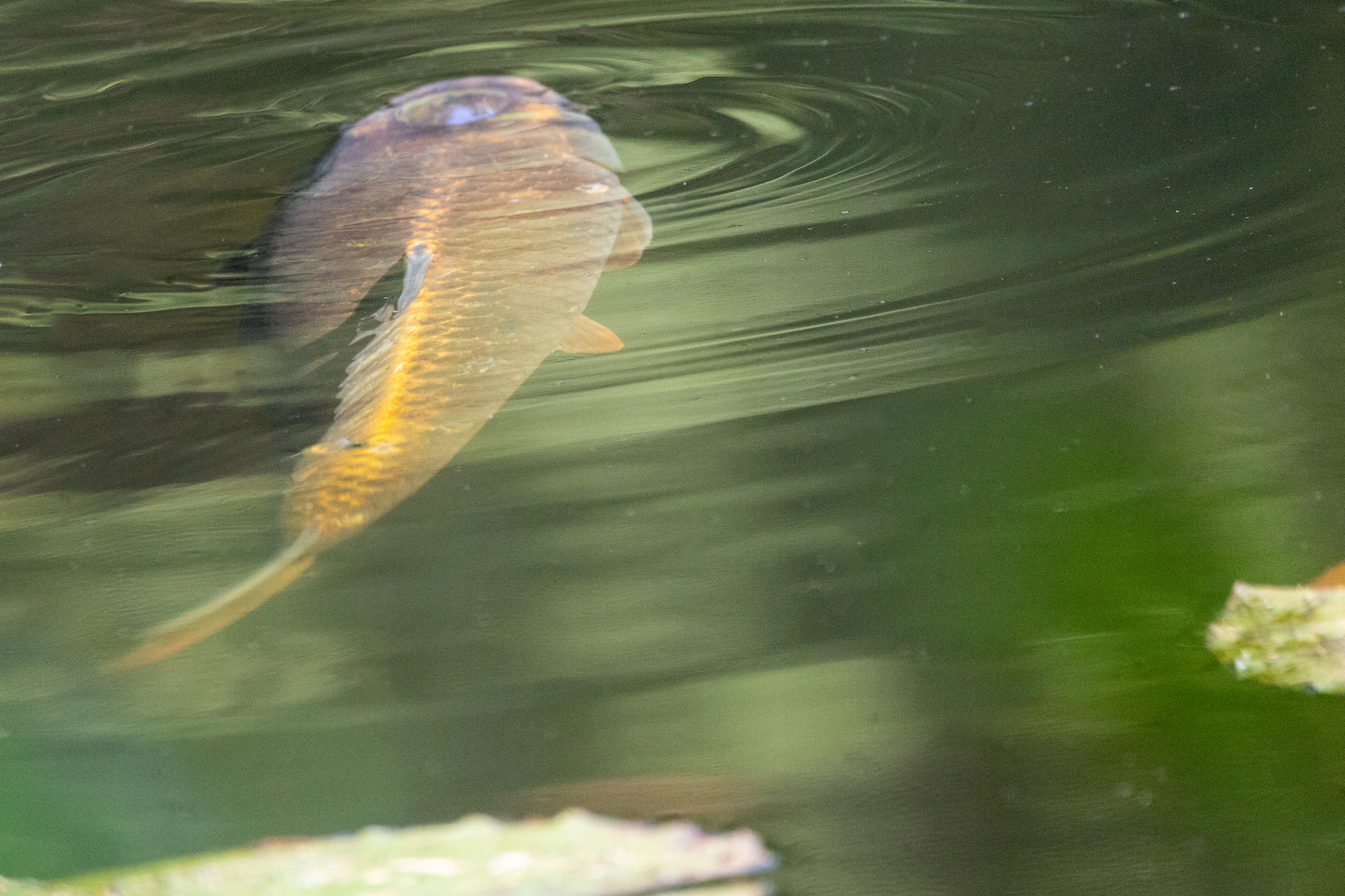 Graskarpfen im See Foto & Bild natur, tiere, wildlife Bilder auf