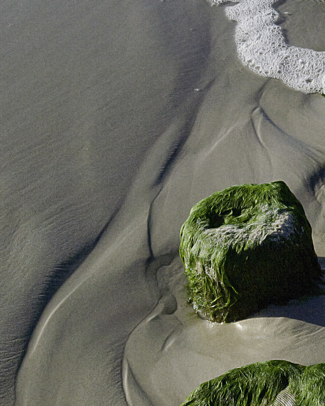 Grasköpfe im Sand