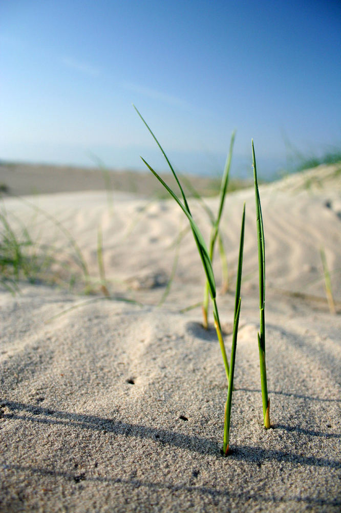 Graskränzchen beim Plausch am Strand