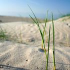 Graskränzchen beim Plausch am Strand