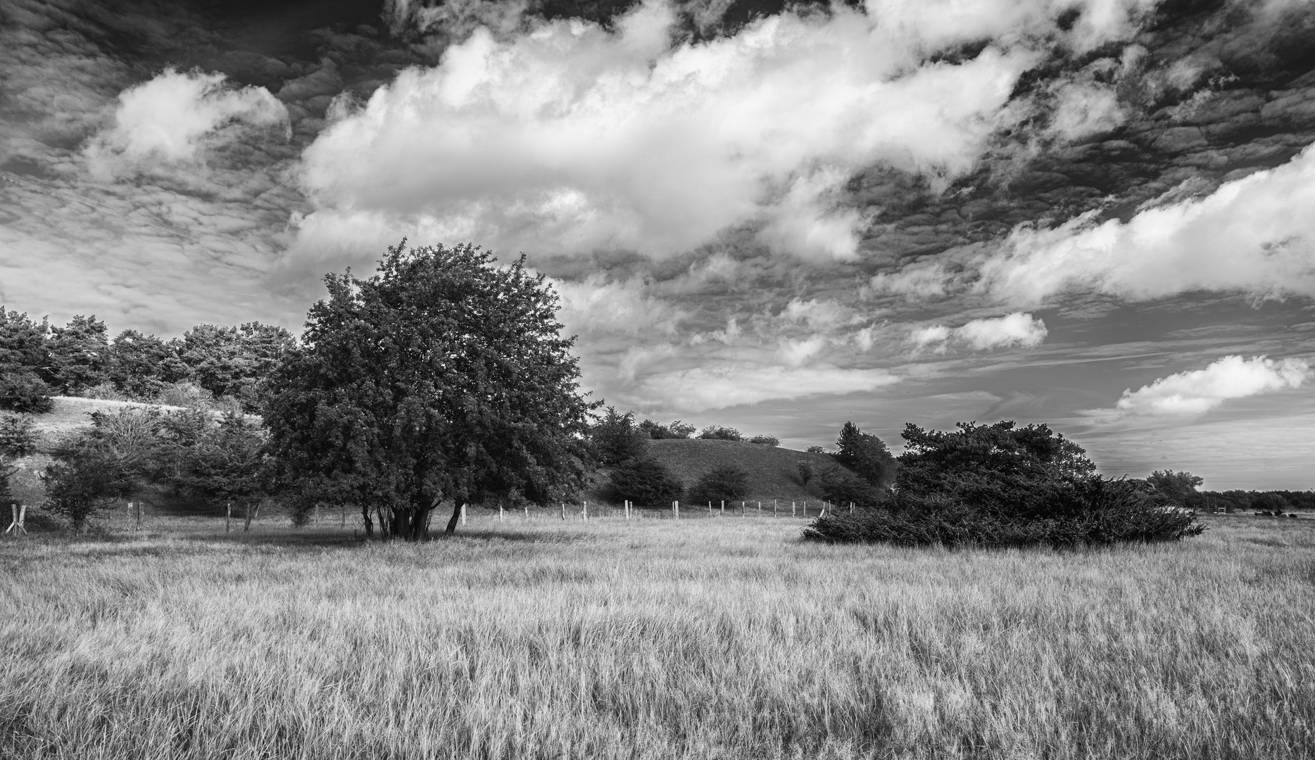 Grasland #bw - Usedom