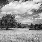 Grasland #bw - Usedom