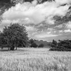 Grasland #bw - Usedom