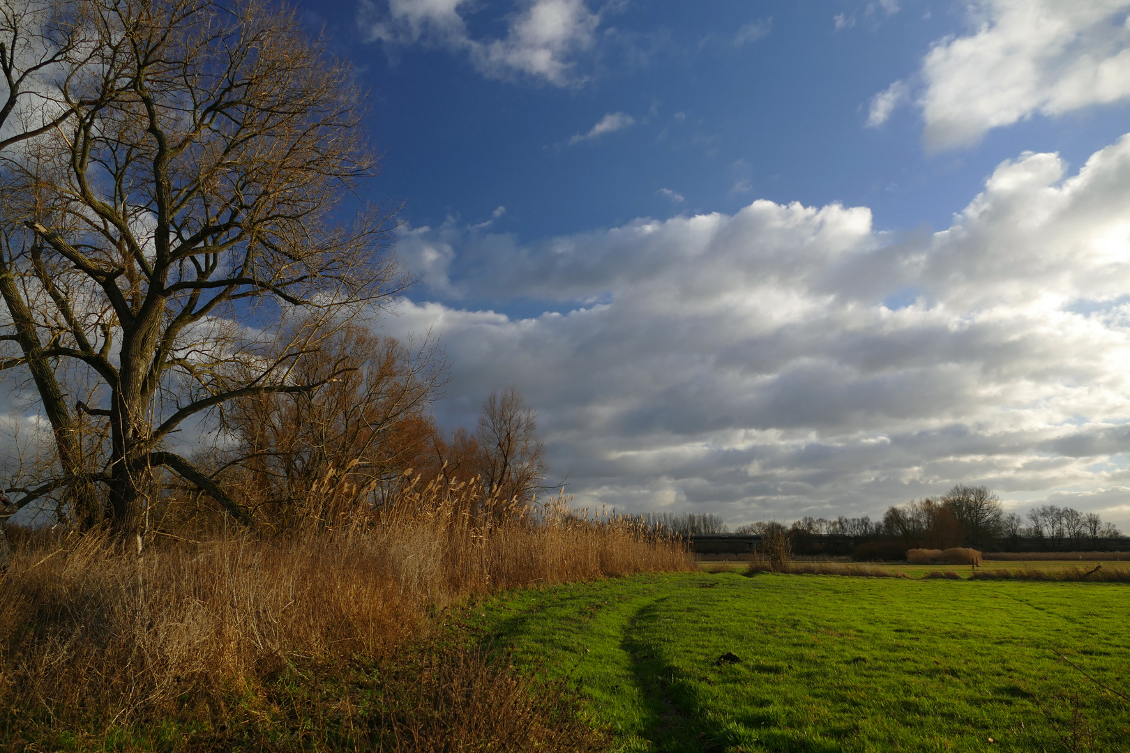 Grasland in der Okeraue