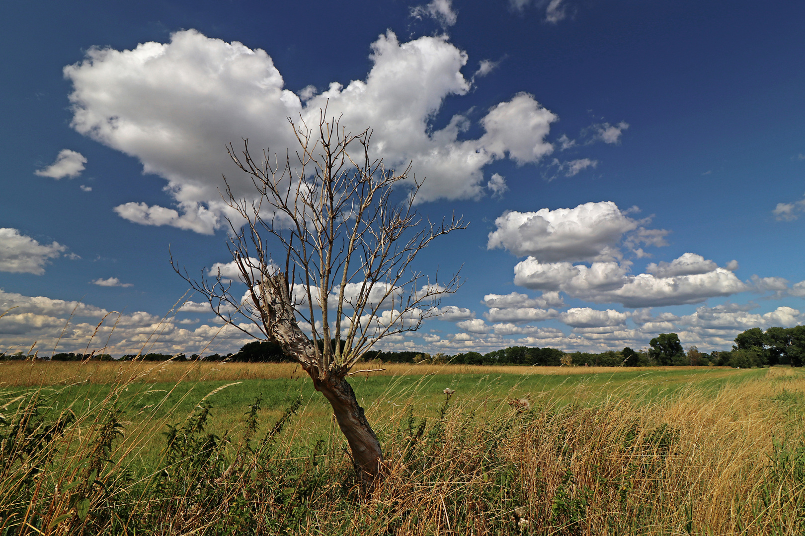 Grasland mit trockenem Baum